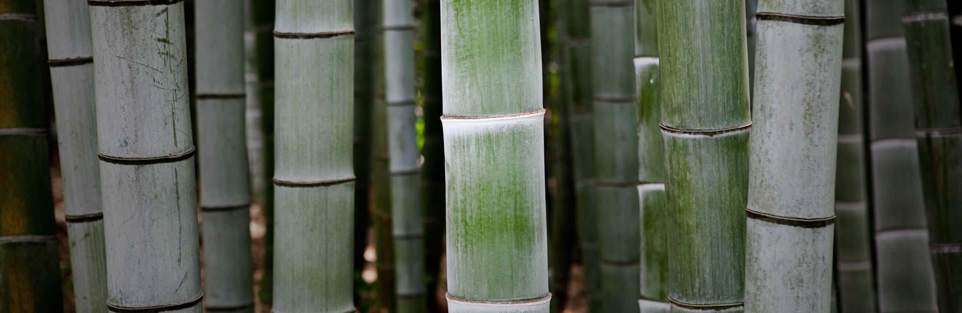 Bambussperren online kaufen
